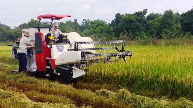 Công an bắt 2 kẻ 'bảo kê' gặt lúa ở Nghệ An