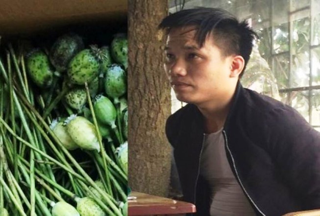 Mang 8 kg thân, quả cây thuốc phiện bán để...ngâm rượu