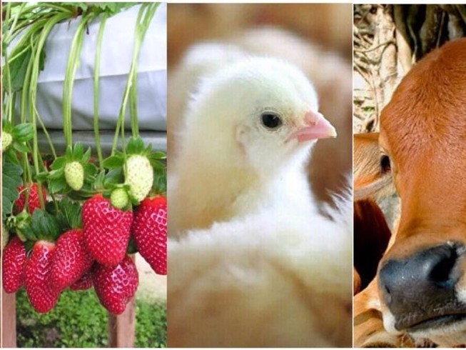 Mua bảo hiểm nông nghiệp được hỗ trợ đến 90% phí?