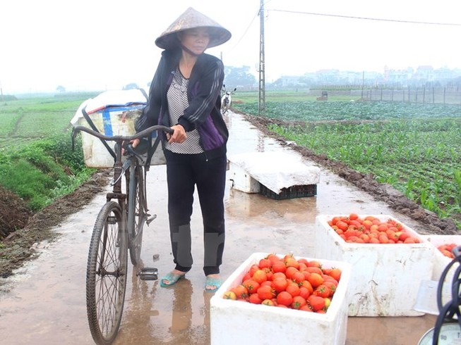 Cà chua chín thối ngoài đồng, đổ cho... heo ăn