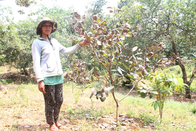 'Đứt ruột' nhìn điều chết mà không thể cứu!