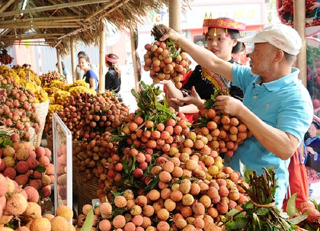 Vải thiều Thanh Hà đã được sản xuất theo tiêu chuẩn VietGap, GlobalGap, tiêu chuẩn xuất khẩu vào thị trường Mỹ- Nguồn: BCT