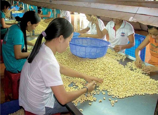 Hiện nay nhiều doanh nghiệp Việt đang xuất khẩu hạt điều sang châu Phi- Ảnh minh họa