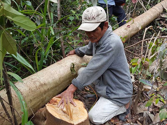 Kiến nghị Thủ tướng dừng dự án phá rừng ở Phú Yên