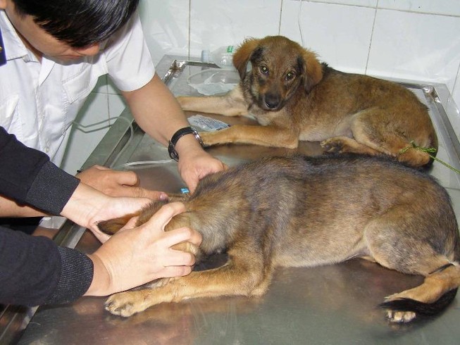 Ở TP.HCM, dân quận 6 bị chó, mèo cắn nhiều nhất