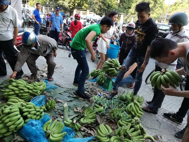 Sau Đồng Nai, người Sài Gòn ra tay cứu chuối Tây Ninh