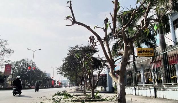 Điện lực Tân Bình rút kinh nghiệm việc mé nhánh cây