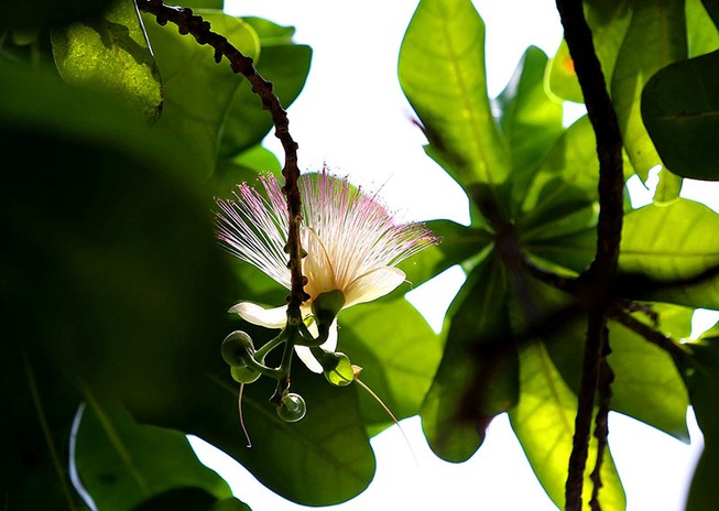 Ngắm hoa bàng vuông Trường Sa nở giữa Sài Gòn