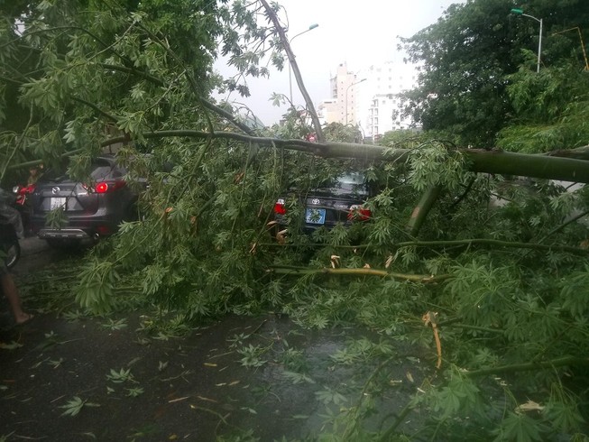 Cây gãy đè lên xe biển xanh, giao thông ùn tắc