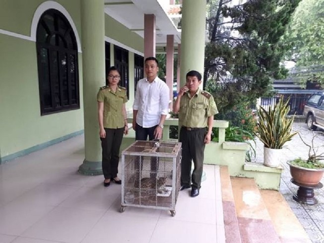Giải cứu 1 cá thể mèo rừng quý hiếm