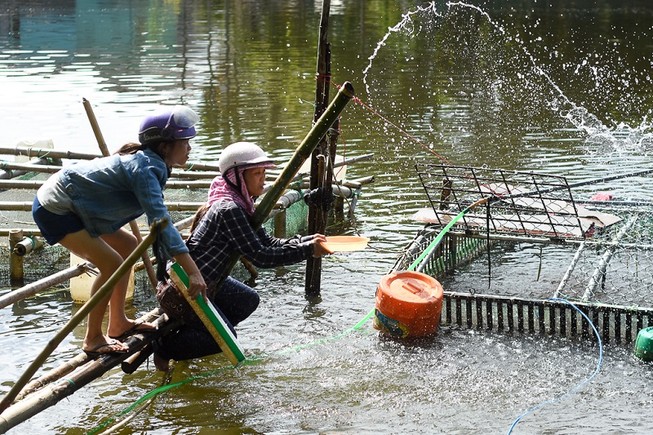 Người dân gạt nước mắt cứu cá lồng trên sông Bồ