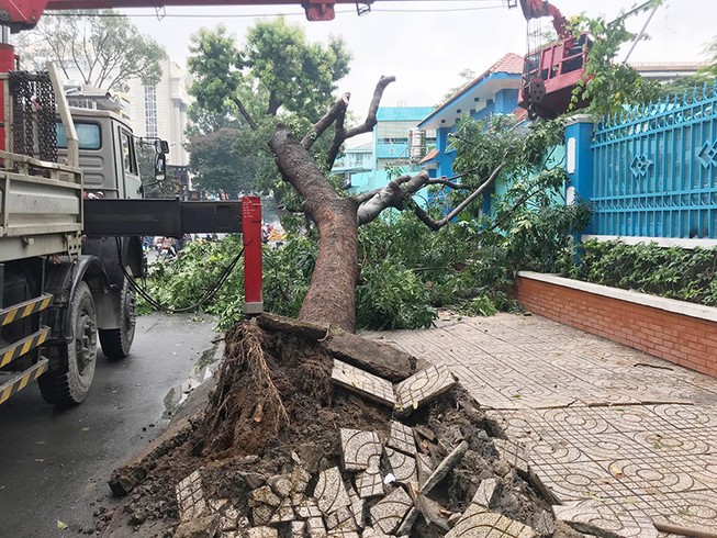 TP.HCM: Mưa quật cây cổ thụ bật gốc ngay cổng trường
