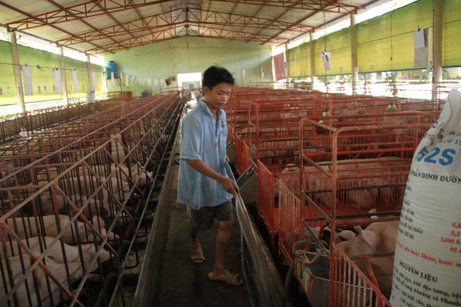 Bê bối thịt bẩn Brazil: Heo, gà ..Việt Nam hưởng lợi?