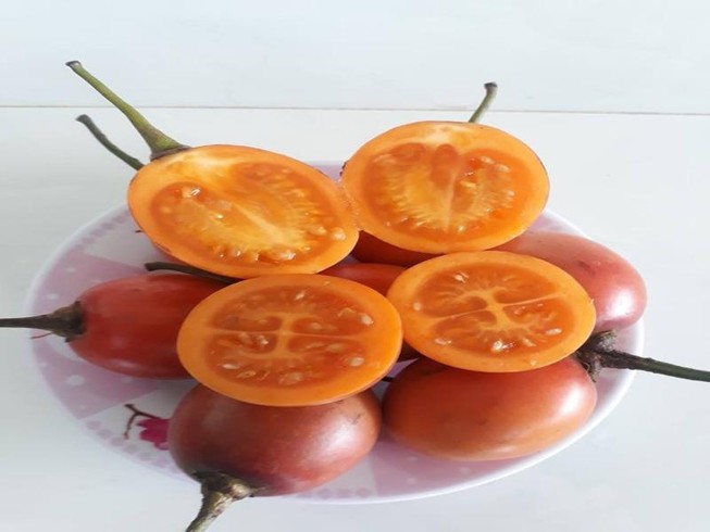 Cà chua thân gỗ 1 triệu đồng/kg hết thời hoàng kim?