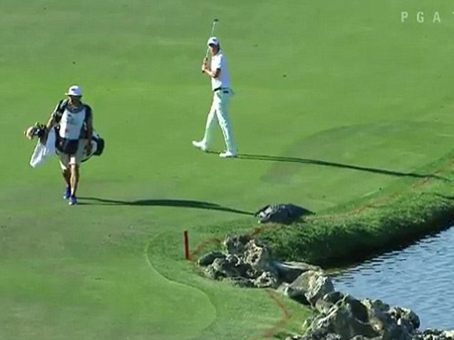 Nhầm tưởng cá sấu là… tảng đá, golf thủ hoảng hồn