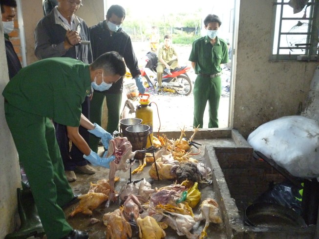 Bắt hàng chục ngàn con gà giống Trung Quốc lậu