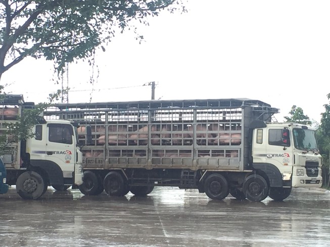 Bí đường sang Trung Quốc, heo tiếp tục rớt giá