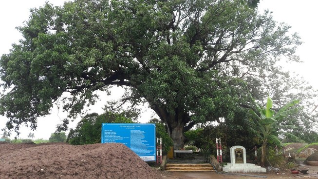 Kỳ thú cây xoài hơn 300 năm tuổi
