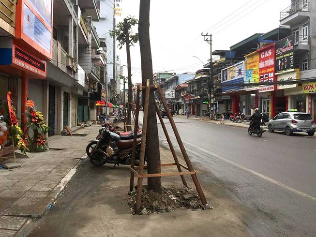 Thực hư chuyện trồng cây dưới lòng đường ở Uông Bí