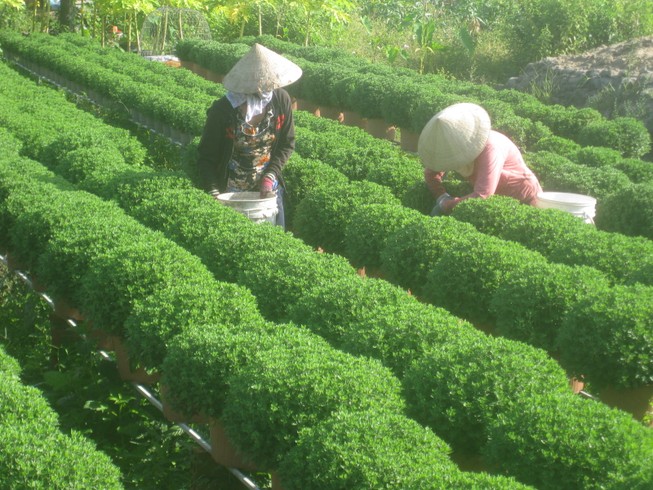 Checkin làng hoa Sa Đéc trước giờ trăm hoa đua nở