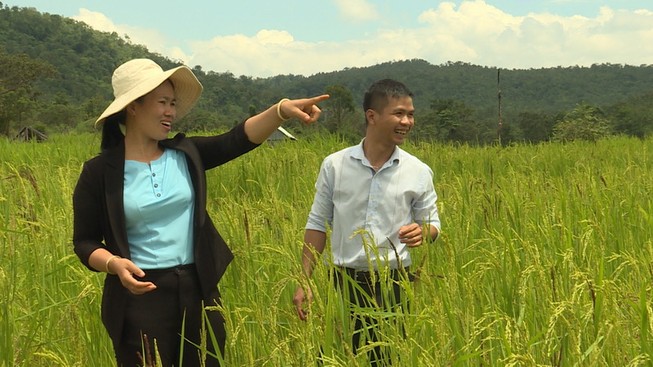 ‘Thổi luồng gió mới’ cho giống lúa quý nổi tiếng