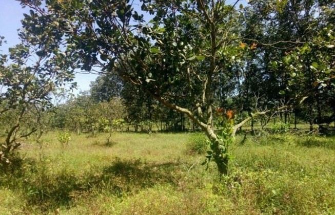 Nữ sinh bị 2 kẻ kéo vào vườn điều làm nhục