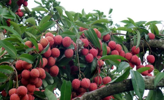Thực hư đặc sản vải thiều Bắc Giang đổ xuống sông