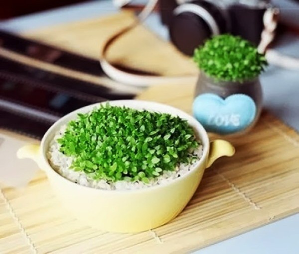 Những cách hay giúp bạn cứu cây trong nhà sắp chết