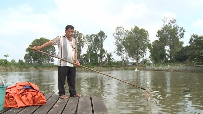 nông dân tham gia chuỗi liên kết cá tra của công ty THuận An hiện đang khốn đốn vì chủ DN biệt tích