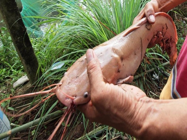 cá trê màu hồng phấn
