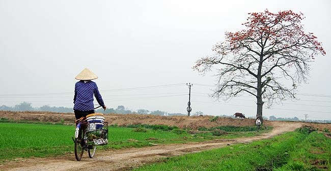 Tháng Ba mùa hoa gạo