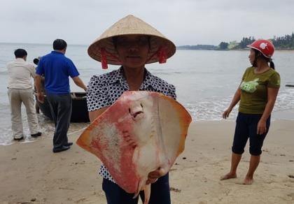 Bộ TN&MT họp báo công bố nguyên nhân cá chết ở miền Trung
