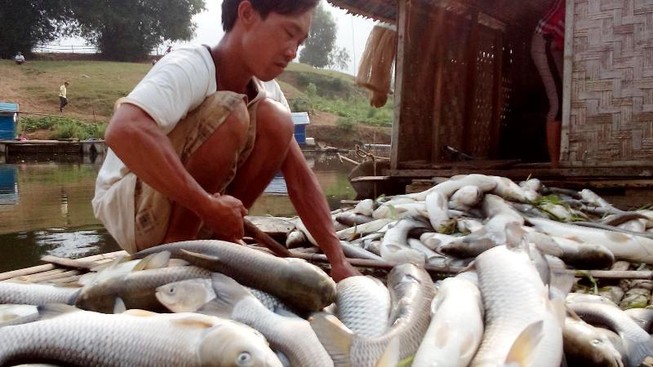 Thanh Hóa: Cá chết trắng bụng hàng chục tấn, dân chỉ biết khóc