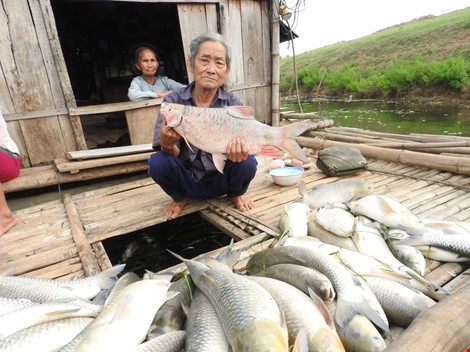 Cá chết trên sông Bưởi vì ô nhiễm môi trường quá nặng