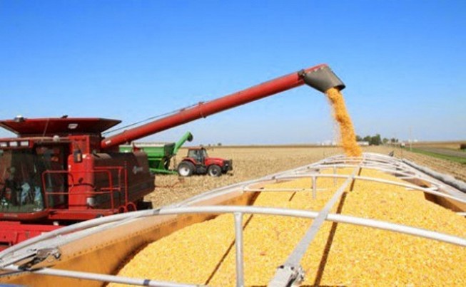 Việt Nam tạm ngừng nhập khẩu bột bã ngô từ Hoa Kỳ