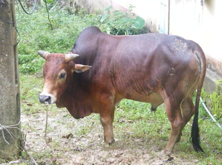 Bị dây dắt bò siết chết trên đồng