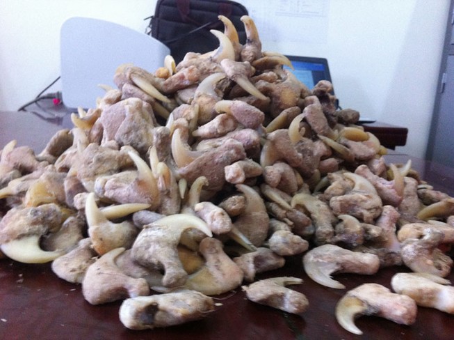 Thu giữ 680 cái móng vuốt nghi của hổ