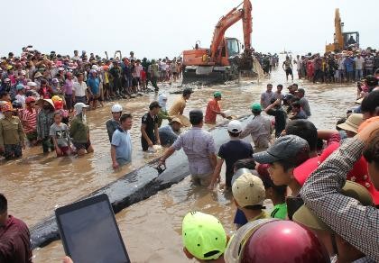 Chùm ảnh: 7 giờ miệt mài giải cứu cá voi 15 tấn