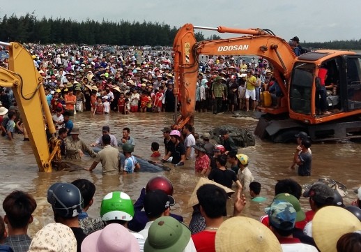 Hàng ngàn người dân hợp sức đưa cá voi về với biển