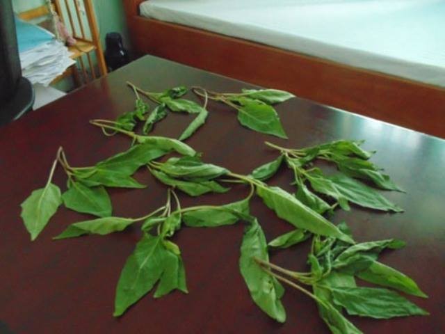 Cả nhà ăn rau lạ rồi la hét, mắt mờ, mê man