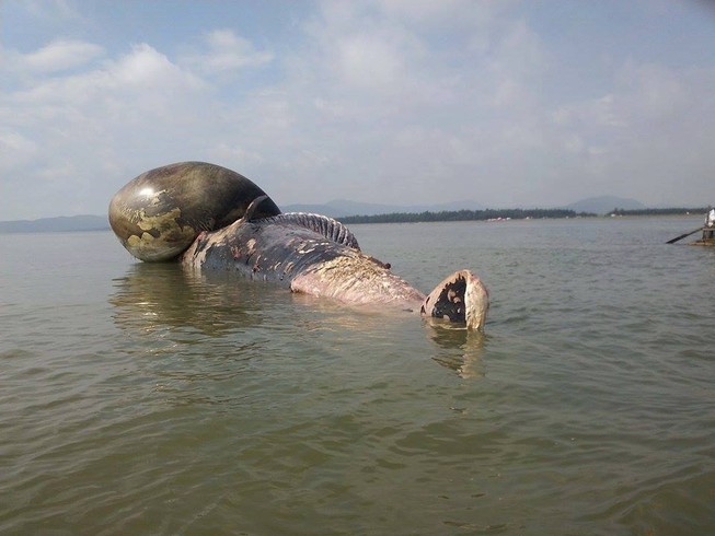 Người dân rưng rưng chờ đưa xác cá voi lên bờ