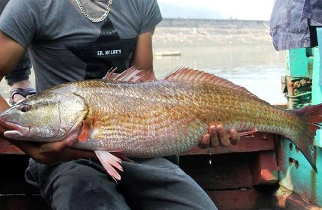 Con cá 8 kg nghi là sủ vàng được bán 15 triệu đồng