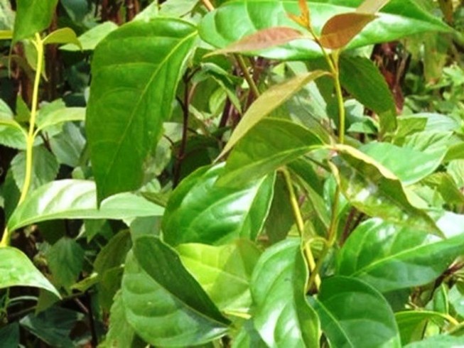 Ba học sinh lớp 3 ăn lá ngón tự tử