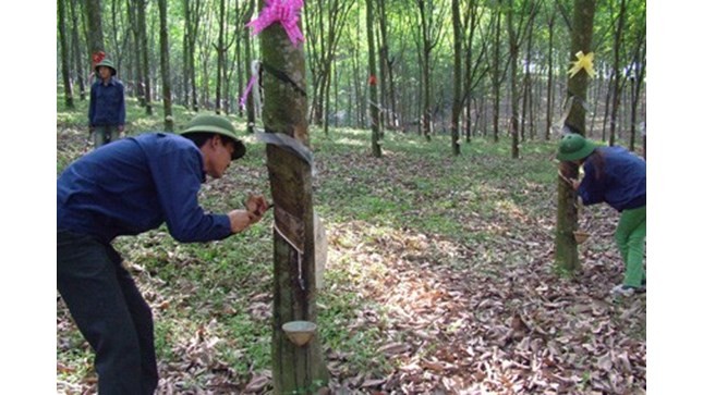Tổng giám đốc tham ô, làm trái hàng tỉ đồng bị khởi tố