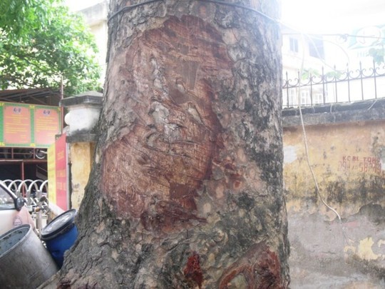 Công an vào cuộc, xà cừ Hà Nội vẫn tiếp tục bị đẽo vỏ bí ẩn