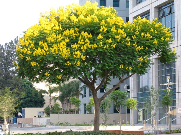 Dời cây Giáng Hương từ đường Mai Chí Thọ về phố đi bộ Nguyễn Huệ?