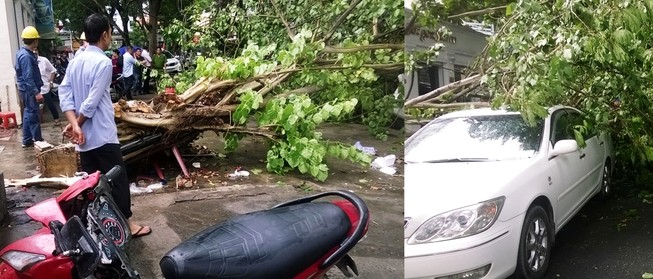Cây bồ đề lớn bị đổ sập sau trận mưa ngay trung tâm TPHCM