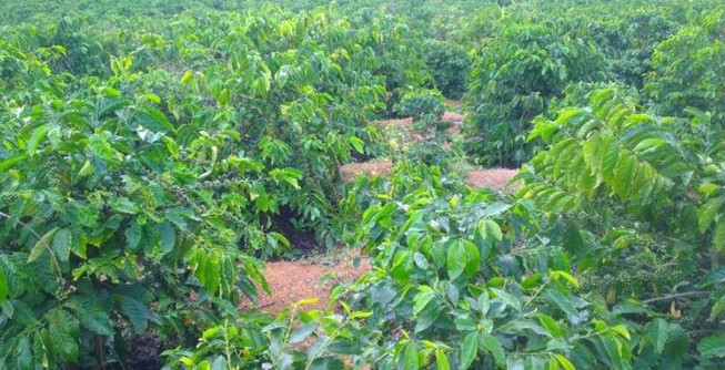 Anh rể đưa em vợ vô rẫy… hiếp dâm, xong ngủ tỉnh queo