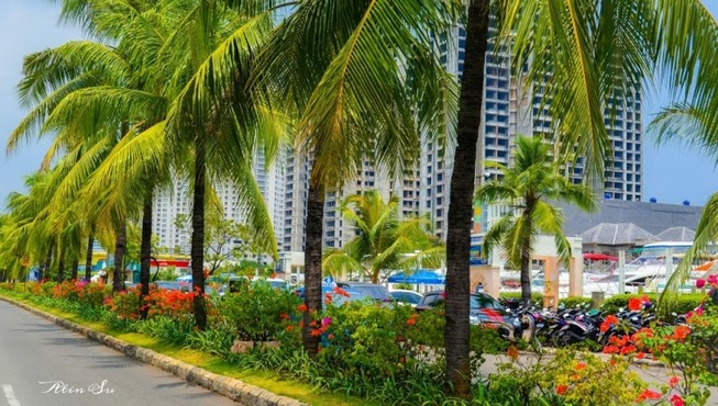 Không nên trồng dừa ở TP.HCM ?