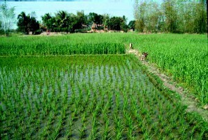 Chém người vì bị… lấy nước trong ruộng